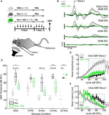 6’-sialyllactose ameliorates the ototoxic effects of the aminoglycoside antibiotic neomycin in susceptible mice